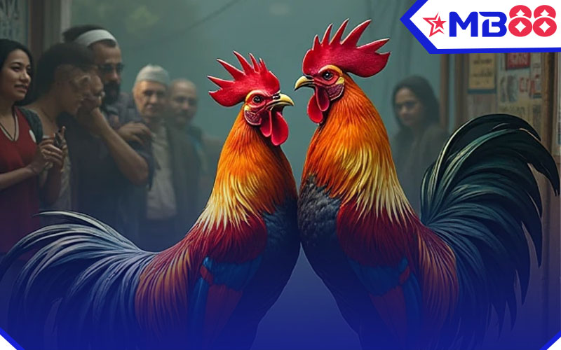 Đá Gà 3 Đá gà online, xem trực tiếp đá gà tre, gà cựa dao tại MB88