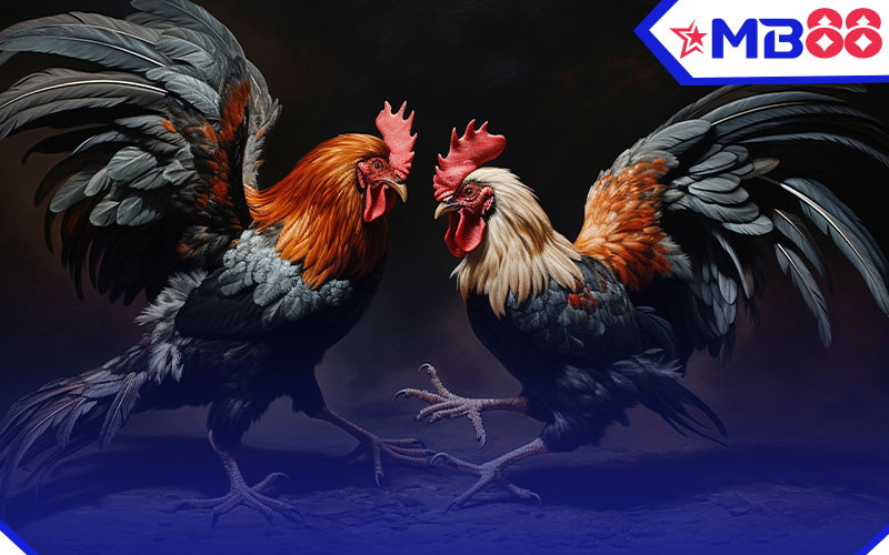 Đá Gà 5 Chơi đá gà online tại đá gà MB88 với giao diện dễ chơi, dễ thắng.