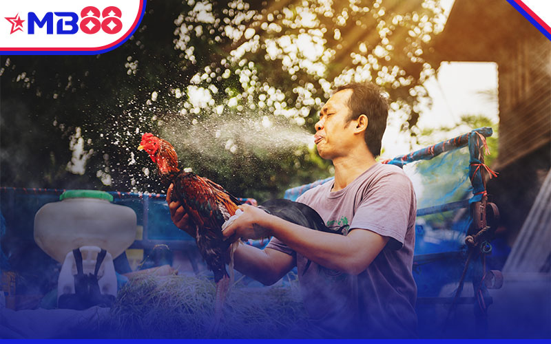 MB88 là nền tảng cung cấp việc xem và đặt cược đá gà trực tuyến hàng đầu trên thị trường