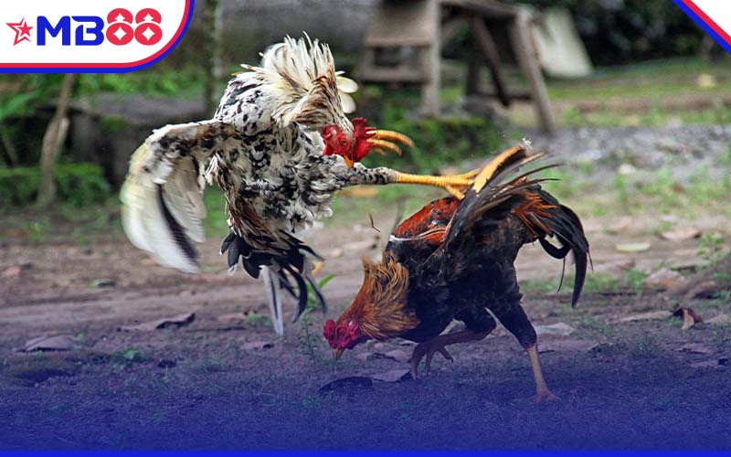Nhà cái đá gà trực tuyến MB88 hợp tác với các trường gà hàng đầu như Thomo, Sabong