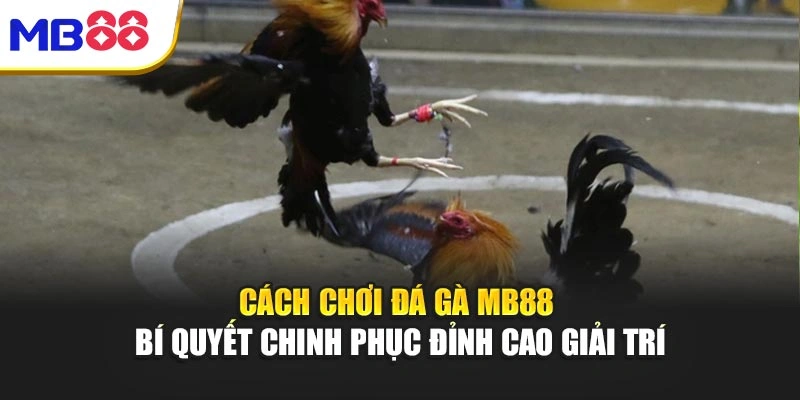 Cách Chơi Đá Gà Mb88 – Bí Quyết Chinh Phục Đỉnh Cao Giải Trí