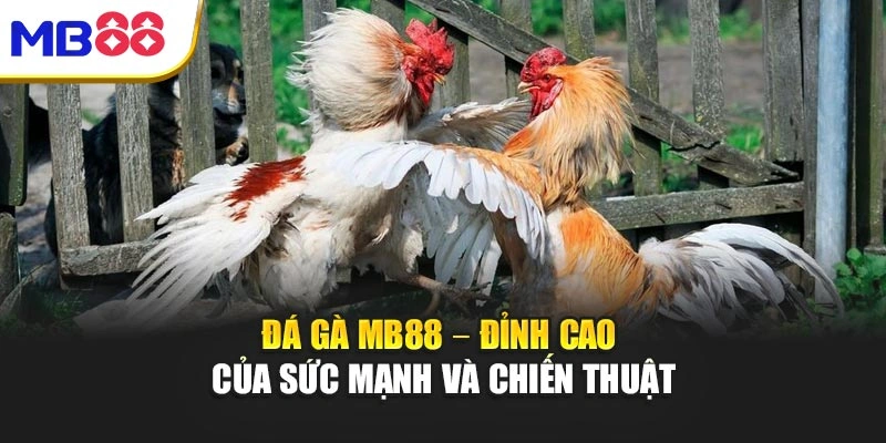 Đá Gà Mb88 – Đỉnh Cao Của Sức Mạnh Và Chiến Thuật 1 Đá Gà Mb88 – Đỉnh Cao Của Sức Mạnh Và Chiến Thuật