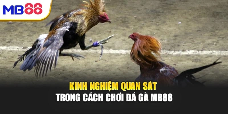 Cách Chơi Đá Gà Mb88 – Bí Quyết Chinh Phục Đỉnh Cao Giải Trí 3 KInh nghiệm quan sát trong cách chơi đá gà MB88