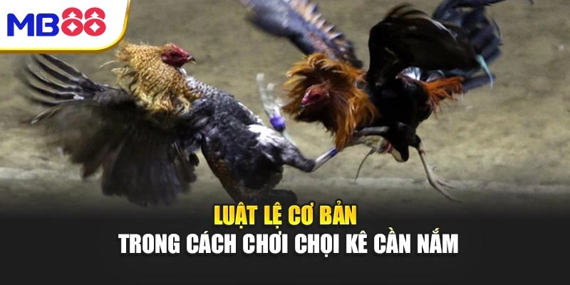 Cách Chơi Đá Gà Mb88 – Bí Quyết Chinh Phục Đỉnh Cao Giải Trí 2 Luật lệ cơ bản trong cách chơi chọi kê cần nắm