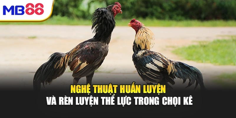 Đá Gà Mb88 – Đỉnh Cao Của Sức Mạnh Và Chiến Thuật 3 Nghệ thuật huấn luyện và rèn luyện thể lực trong chọi kê