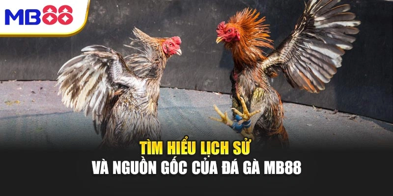Đá Gà Mb88 – Đỉnh Cao Của Sức Mạnh Và Chiến Thuật 2 Tìm hiểu lịch sử và nguồn gốc của Đá gà mb88