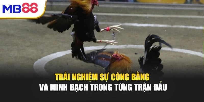 Đá Gà Mb88 – Đỉnh Cao Của Sức Mạnh Và Chiến Thuật 5 Trải nghiệm sự công bằng và minh bạch trong từng trận đấu