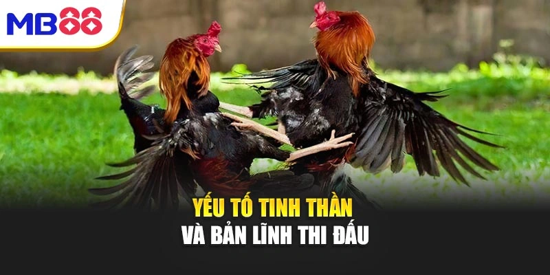 Đá Gà Mb88 – Đỉnh Cao Của Sức Mạnh Và Chiến Thuật 4 Yếu tố tinh thần và bản lĩnh thi đấu